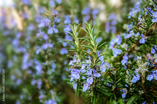 Fotografiet blossoming rosemary plants in the herb garden