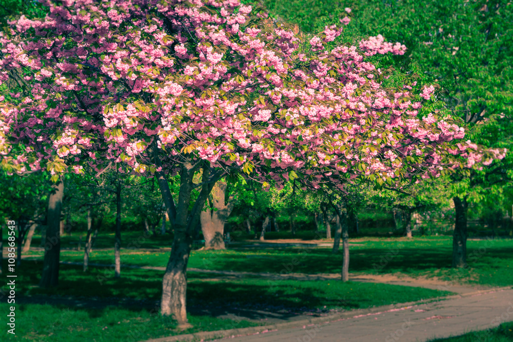 Naklejka premium The quiet alley with majestically blossoming Sakura trees.