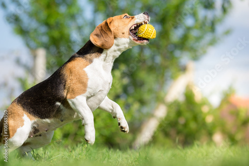 Bilde på lerret Beagle dog catching a ball