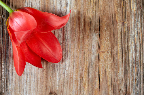 Red tulip blossom on a wooden table