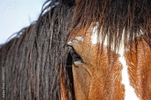 A close up the head  mane  face  and eye of an untamed horse at a western ranching event in the American West.  Shallow depth of field with focus point on the eye.
