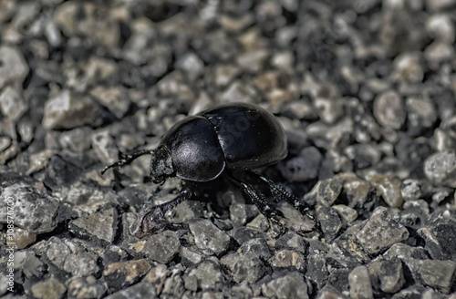 escarabajo paseando