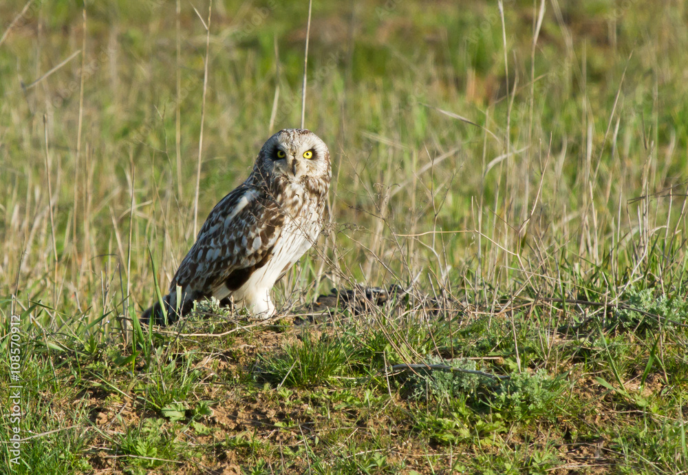 Short-eared owl (Asio flammeus) sitting on the meadow Short-eared owl (Asio flammeus) sitting on the meadow