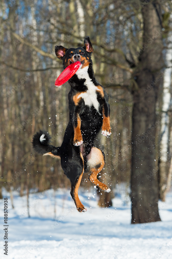 Frisbee Appenzeller Mountain dog with red flying disk Frisbee Appenzeller Mountain dog with red flying disk