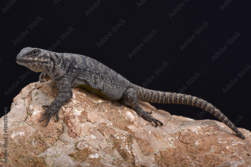 Fototapeta premium Tromen mountain lizard (Phymaturus tromen)