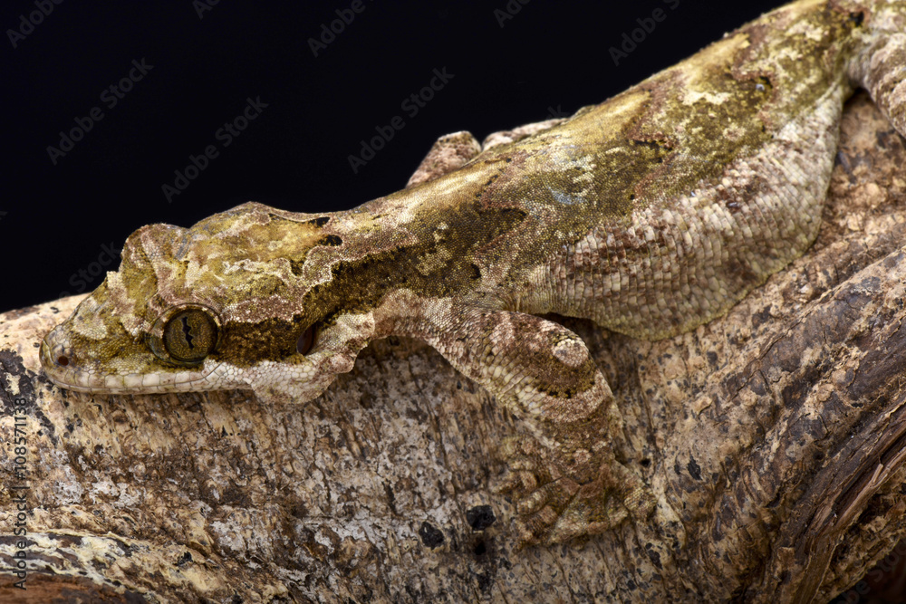 Naklejka premium Giant flying gecko (Ptychozoon lionotum)