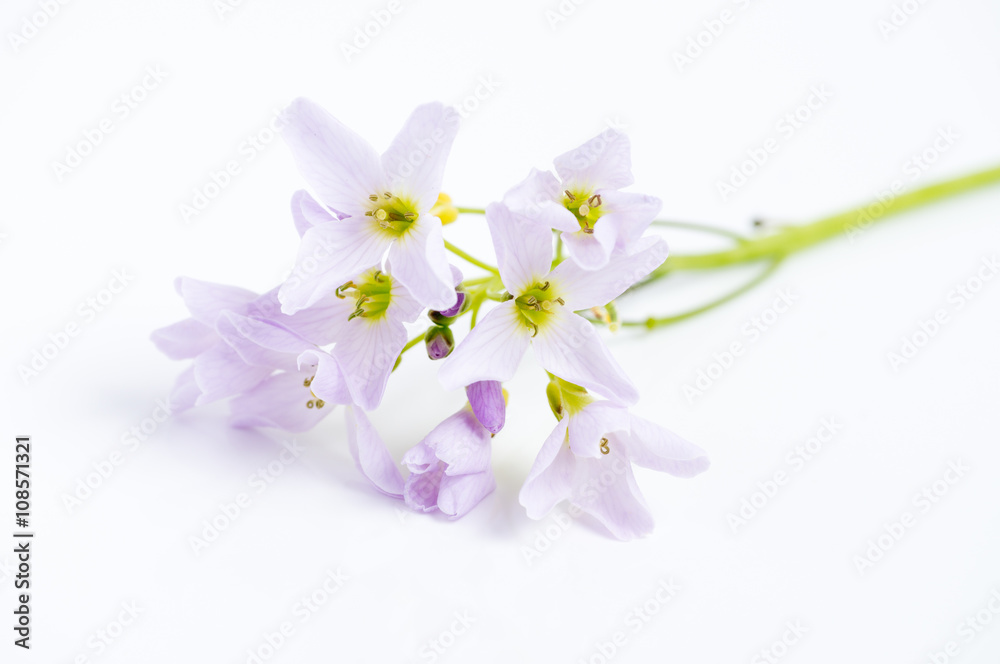 Meadow foam isolated over white Meadow foam isolated over white