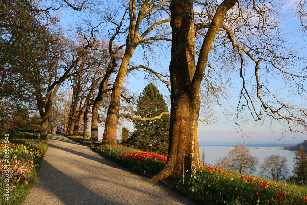 Baumallee bei Abendstimmung im Frühling