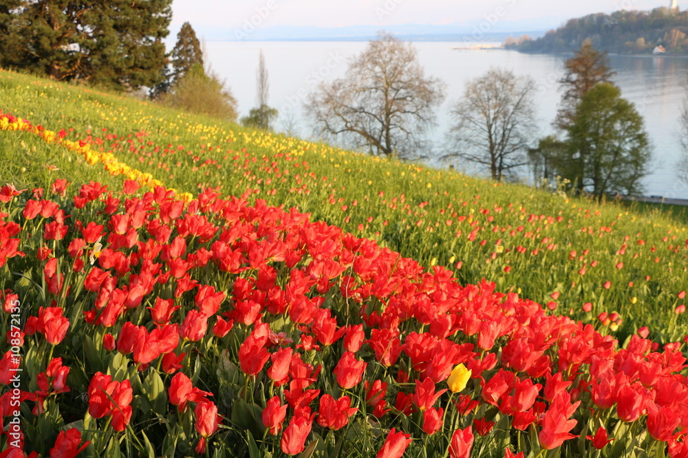 Frühlingslandschaft an einem See, ein Meer von roten Tulpen an einem See Frühlingslandschaft an einem See, ein Meer von roten Tulpen an einem See