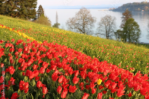 Frühlingslandschaft an einem See, ein Meer von roten Tulpen an einem See