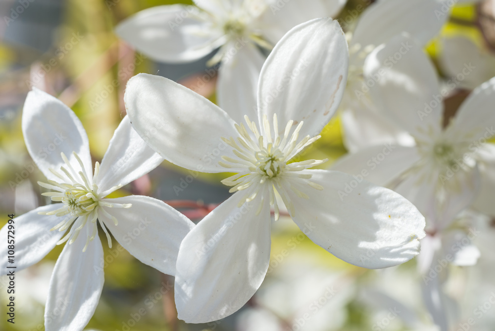 clematis fiore bianco clematis fiore bianco