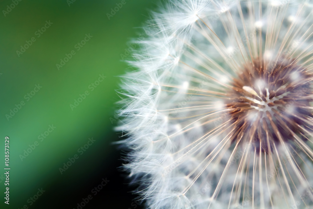 Naklejka premium dandelion