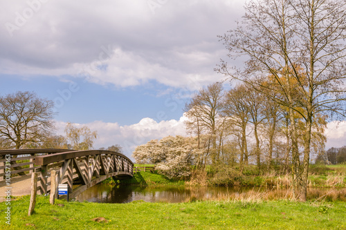 Blossoming shadbush along the river Regge in the Netherlands