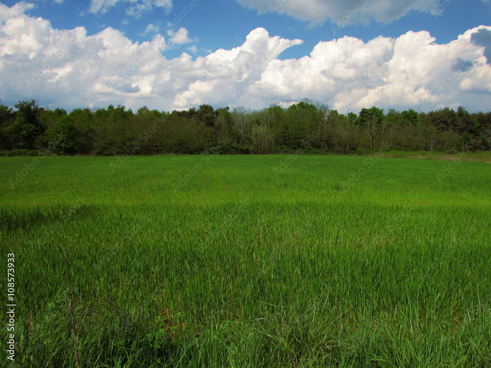 prato di campagna in primavera