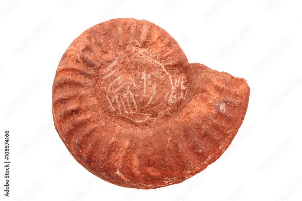 ammonite fossil isolated ammonite fossil isolated