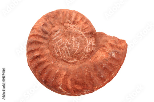 ammonite fossil isolated