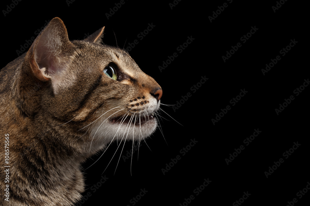 Closeup portrait of Oriental Cat in Profile Isolated on Black