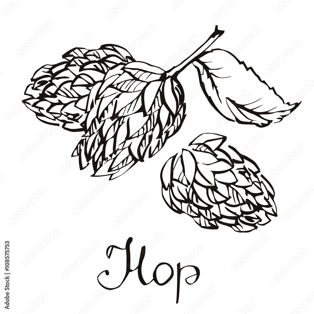 Fototapeta premium Hops herb plant which is used in the brewery of beer. For labels and packaging. Vector engraved illustration. Hops Object. Hops Picture. Hops Image.