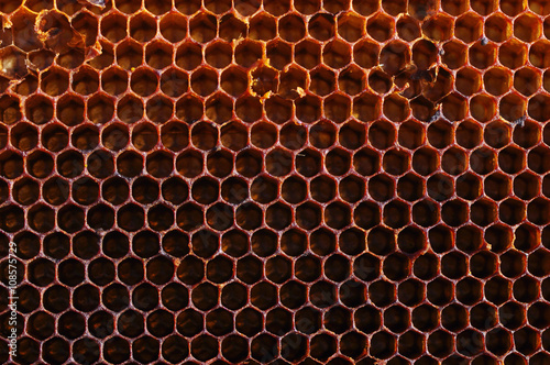 Bee honeycombs close up. Textural background from bee honeycombs