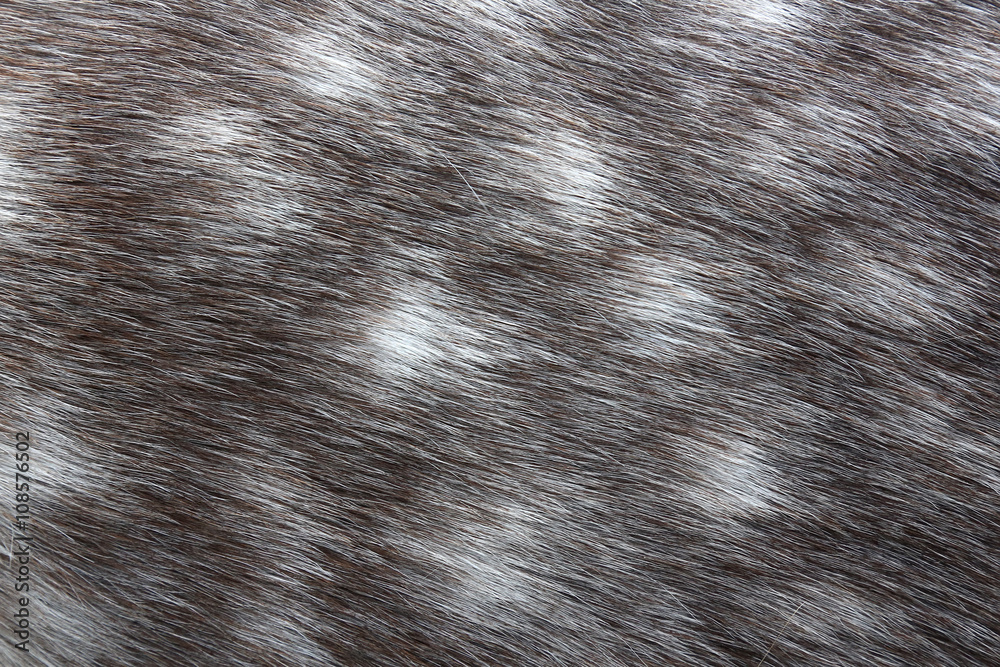 custom made wallpaper toronto digitalDappled grey horse skin texture