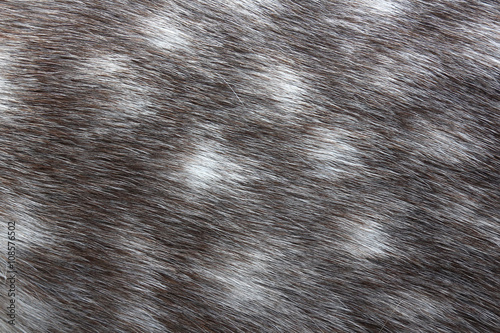 Wallpaper Mural Dappled grey horse skin texture Torontodigital.ca