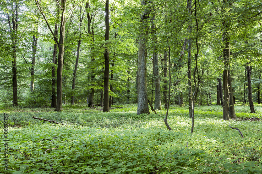 Fototapeta premium scenic oak forest