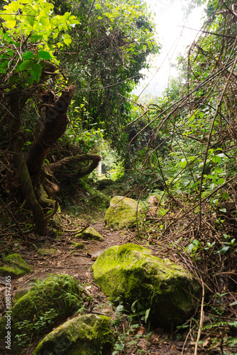 footpath in ruwenzori mountains, uganda photo