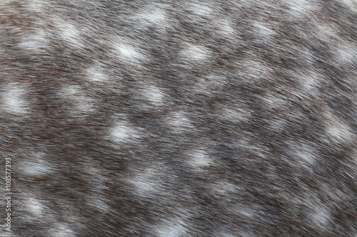 Wallpaper Mural Dappled grey horse skin texture Torontodigital.ca