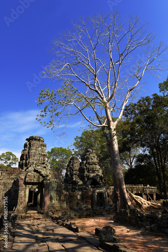 Cambodia, Angkor Wat, part of the Ta Phrom temple with tree under a blue sky
