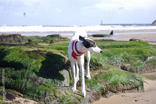 Dog watching on the beach photo