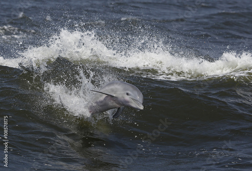 Canvas Print Bottlenose dolphin riding waves in a Gulf Coast bay.