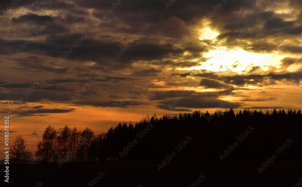 Fototapeta premium Sunset with needles forest