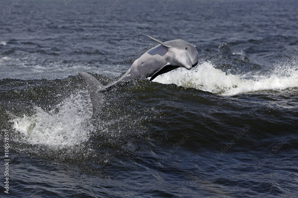 Fototapeta premium Bottlenose dolphin riding waves in a Gulf Coast bay.