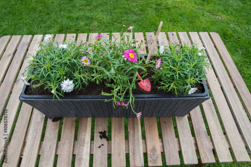 Planting colorful spring flowers in the garden. Planting colorful spring flowers in the garden.