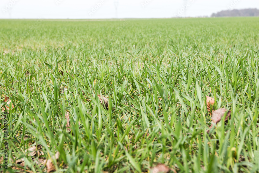 Field crops in the early growth Field crops in the early growth