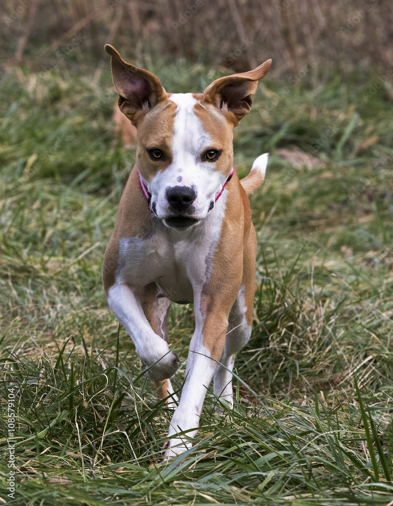 Boxer Pit Bull mixed breed dog running in grass