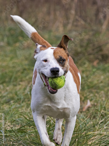 Boxer Labrador Terrier mixed breed dog chasing a ball