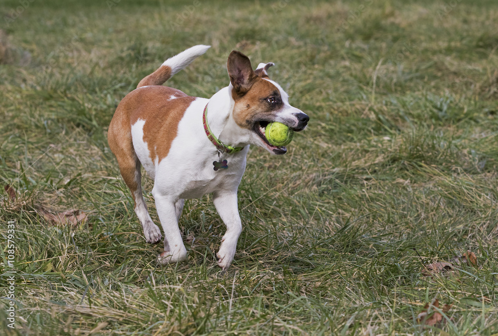 Boxer Labrador Terrier mixed breed dog chasing a ball