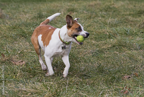 Boxer Labrador Terrier mixed breed dog chasing a ball