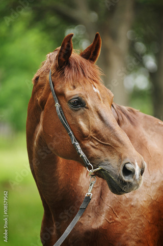 Red dressage horse portrait in bridle © olenalyzun