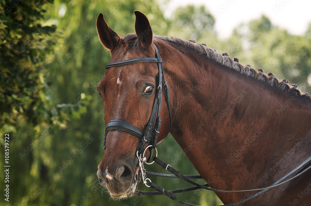 Obraz premium Red dressage horse portrait on green background
