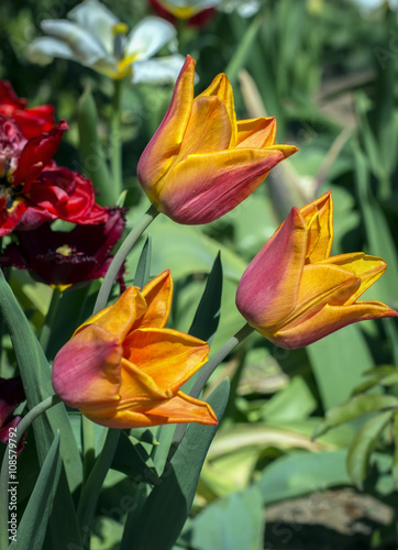 Beautiful bright tulips in the spring garden