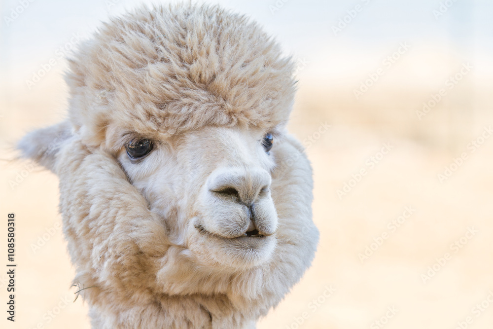 Close up of an alpaca