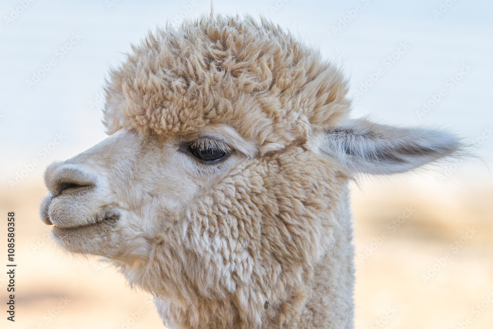 Close up of an alpaca