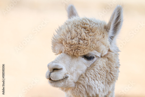 Close up of an alpaca © Min Chiu