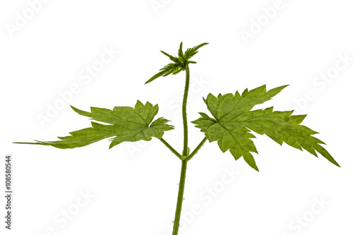 Young shoots of hops, isolated on white background