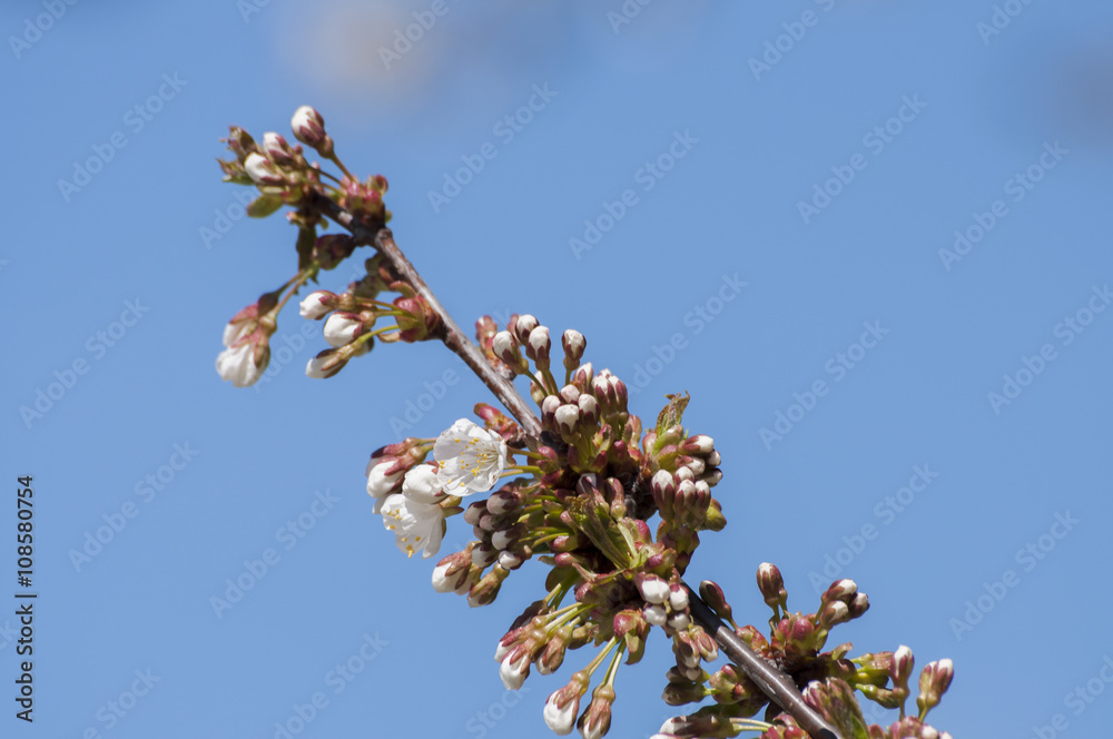 spring blooms spring blooms