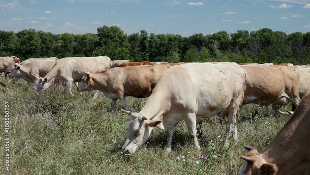 Dairy cows grazing on grass in the pasture Dairy cows grazing on grass in the pasture