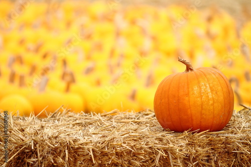 Horizontal shot of pumpkin patch