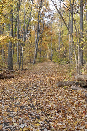 Fall woods path